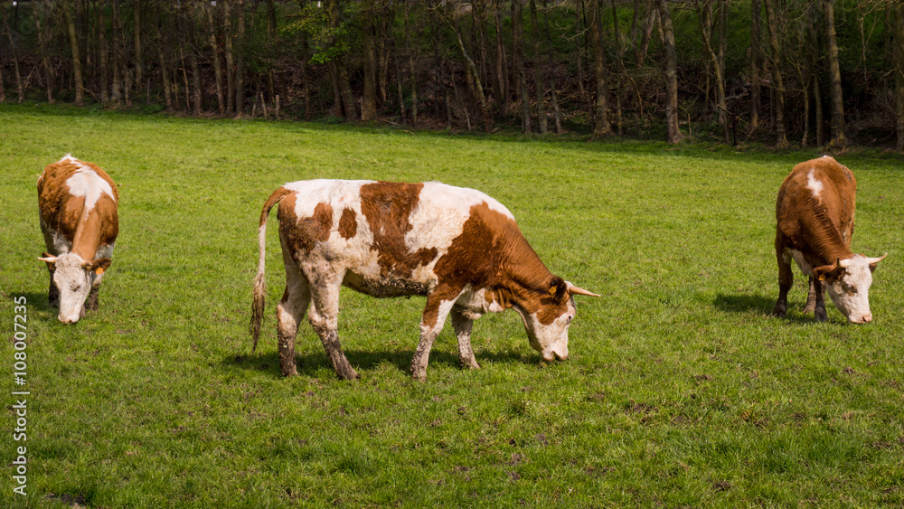 cows on meadow.  Cows grazing on a field