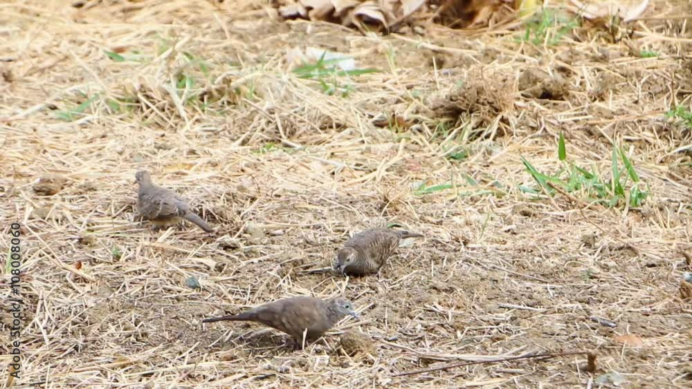 Zebra dove feeding on the ground
Zebra dove feeding on the ground