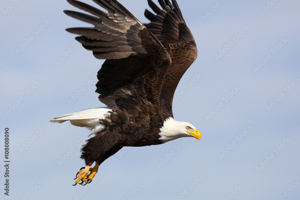 Obraz premium Bald Eagle in Flight
