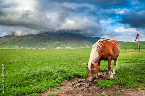 Beautiful horses in valley,...