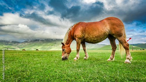Horse in valley near Castel...