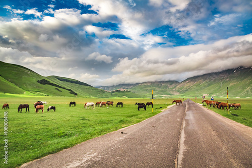 Beautiful horses in mountai...
