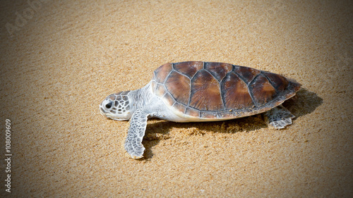 turtle release festivals are organized in Andaman sea of Phuket Thailand
