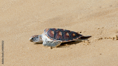 Hawks-bill sea turtle release to the freedom 