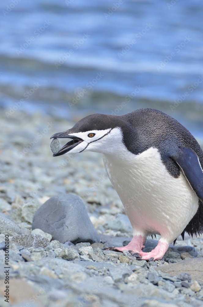 Fototapeta premium Penguin chinstrap