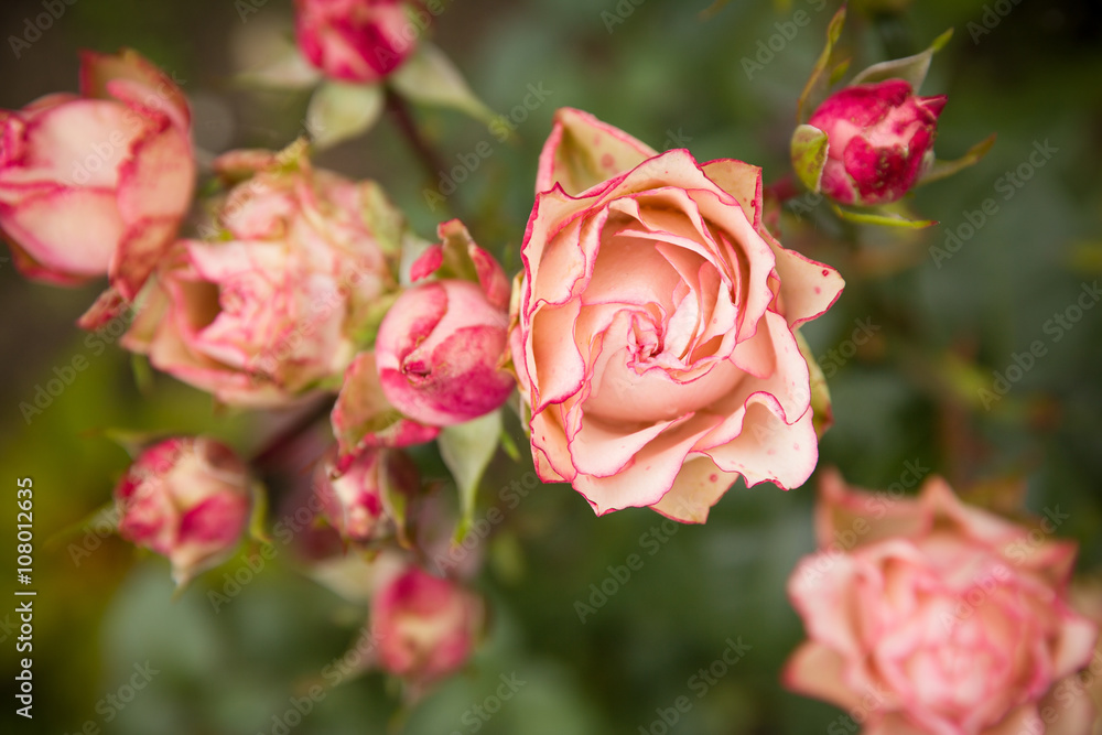 Rose bush with lots of pink roses in bloom, soft focus. Pink roses in garden. outdoors. Rose bush with lots of pink roses in bloom, soft focus. Pink roses in garden. outdoors.