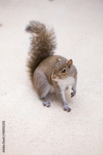Tapety artystyczne Grey squirrel on a light grey background.
