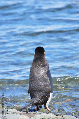 Penguin chinstrap