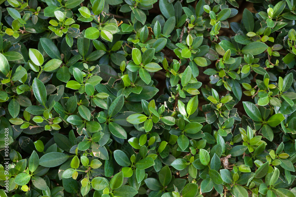 Obraz premium Small green leaves background. Tiny green leaf background