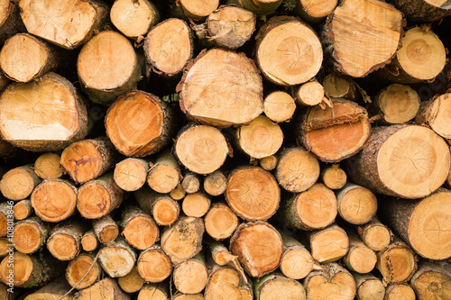Cross section of the timber  cut trees  firewood stack for the background. Close up pile of logs background