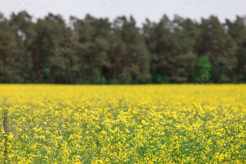 Yellow blooming rapeseed field with forest as a background.