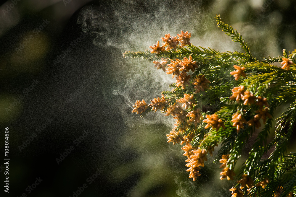 Naklejka premium 杉花粉