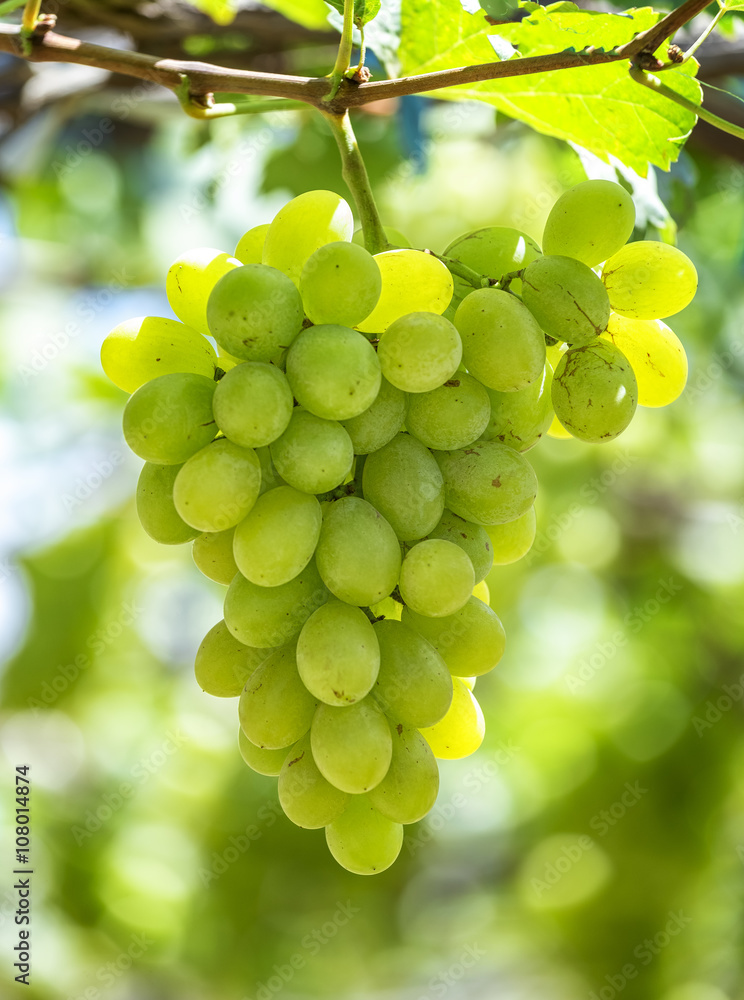 Green ripe grapes in garden with clusters associated plump sleek, this material used to make white wine business in Ninh Thuan, Vietnam