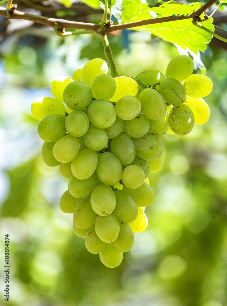 Green ripe grapes in garden with clusters associated plump sleek, this material used to make white wine business in Ninh Thuan, Vietnam Green ripe grapes in garden with clusters associated plump sleek, this material used to make white wine business in Ninh Thuan, Vietnam