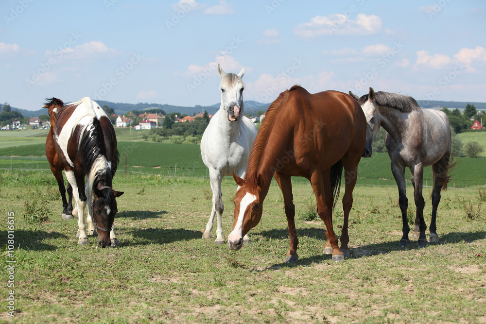 Nice herd of horses together on pasturage Nice herd of horses together on pasturage