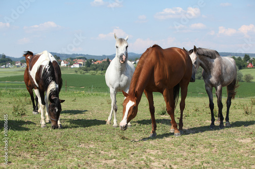 Nice herd of horses together on pasturage © Zuzana Tillerova