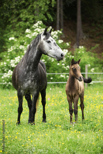 Beautiful mare with foal