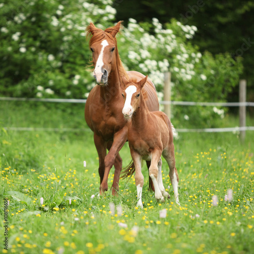 Tela Beautiful mare running with foal