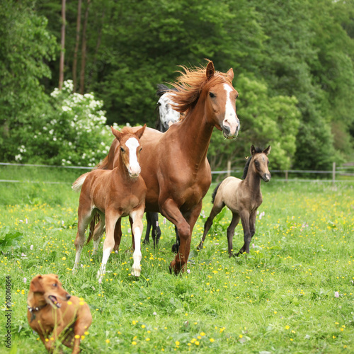 Beautiful mare and foal running with their herd