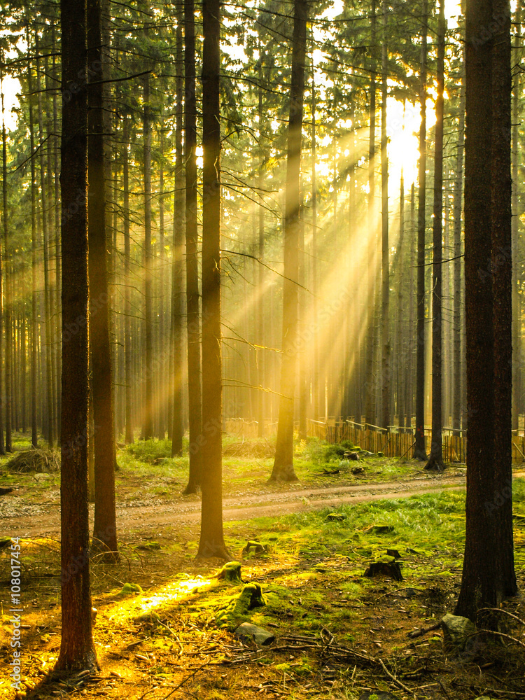 Sun rays shining through forest