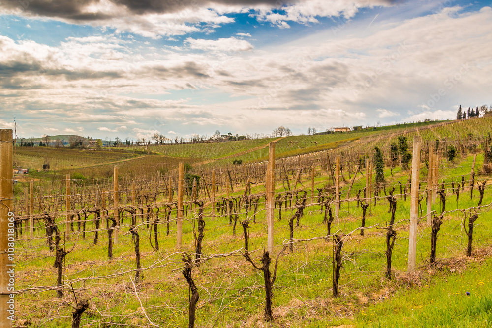 Leafless vineyards in rows toward the horizon