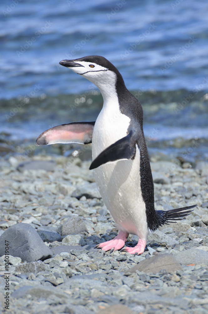 Fototapeta premium Penguin Chinstrap