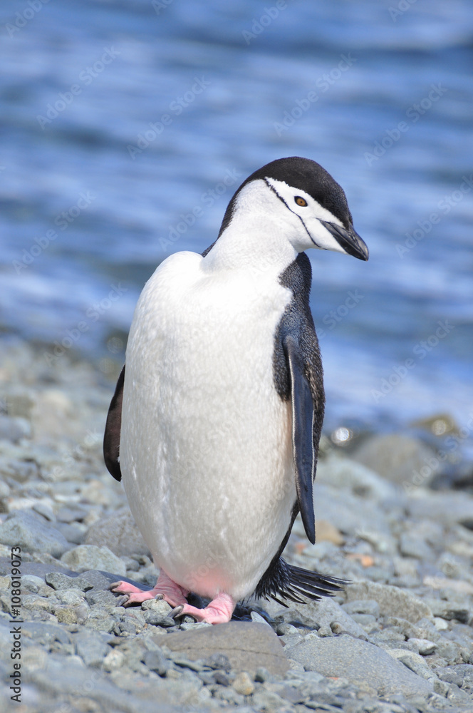 Fototapeta premium Penguin Chinstrap