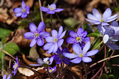 Leberbluemchen - Hepatica nobilis flower in spring