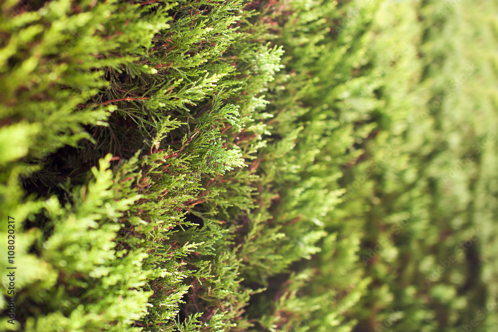 Branches green thuja with beutifull Branches green thuja with beutifull