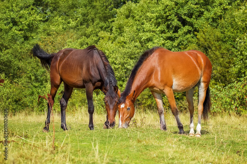 Two horses on pasture © julia_siomuha