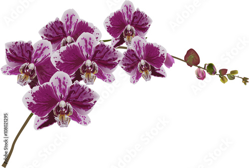 isolated pink and white orchid blooms
