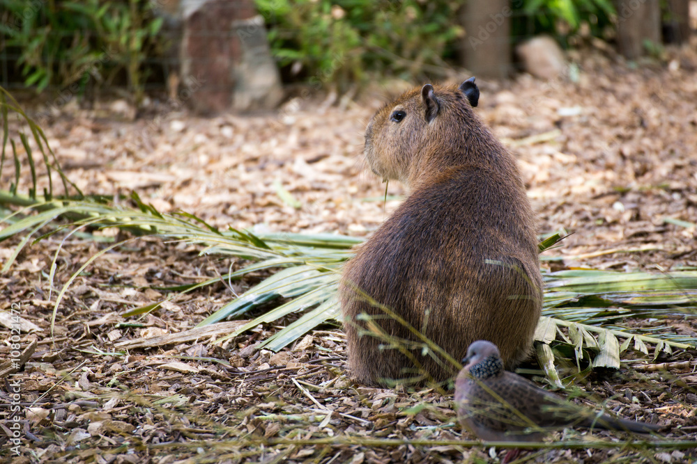 Close up of a Capybara Hydrochoerus hydrochaeris babies Close up of a Capybara Hydrochoerus hydrochaeris babies