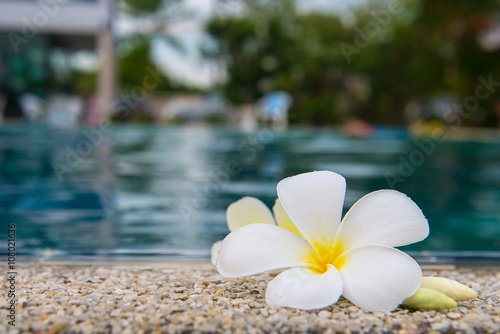 Plumeria Flower