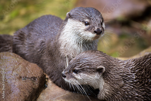 pair of river Otters cuddling and playing