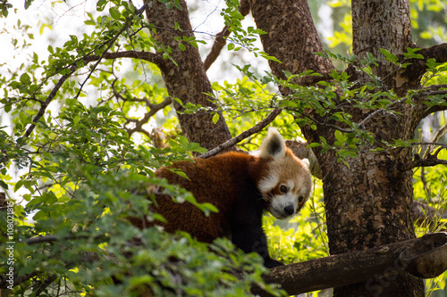 red panda shining cat hanging out in a tree