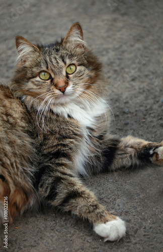 striped street cat © olena