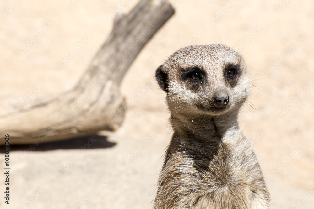 Fototapeta premium Meerkat face close up