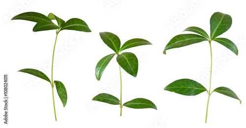 Isolated image of  plant on a white background