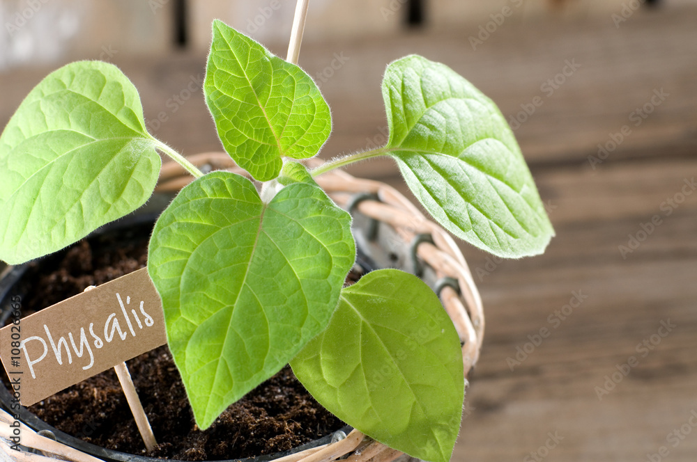 Physalis Andenbeere Jungpflanze mit Pappschild – Stock-Foto | Adobe Stock