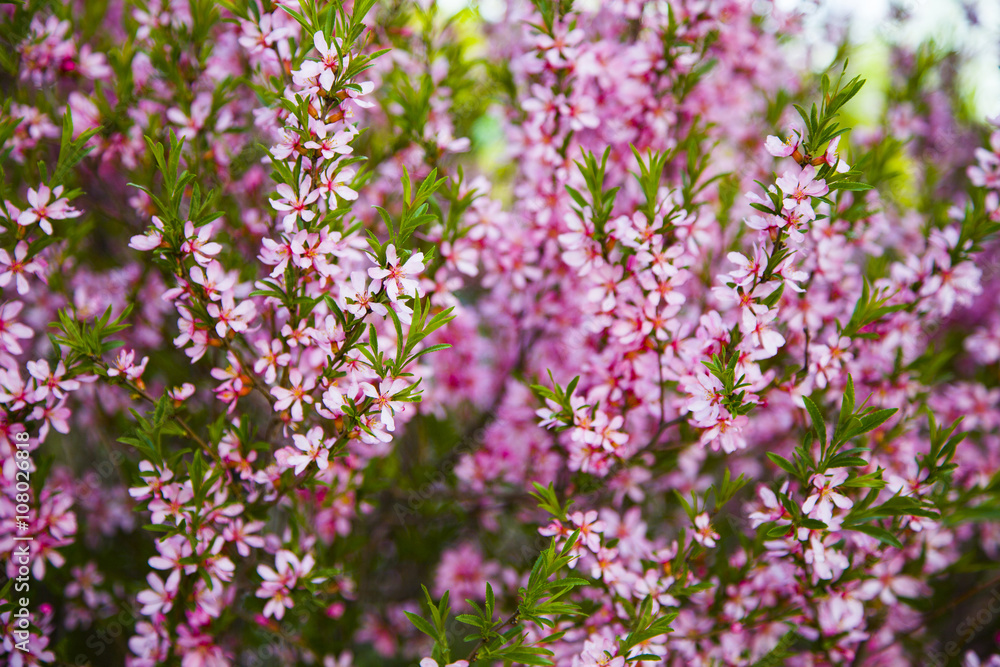 Branches of a blossoming Weigela in spring day