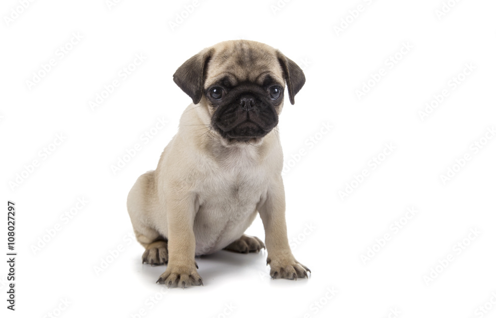 Small puppy on a white background