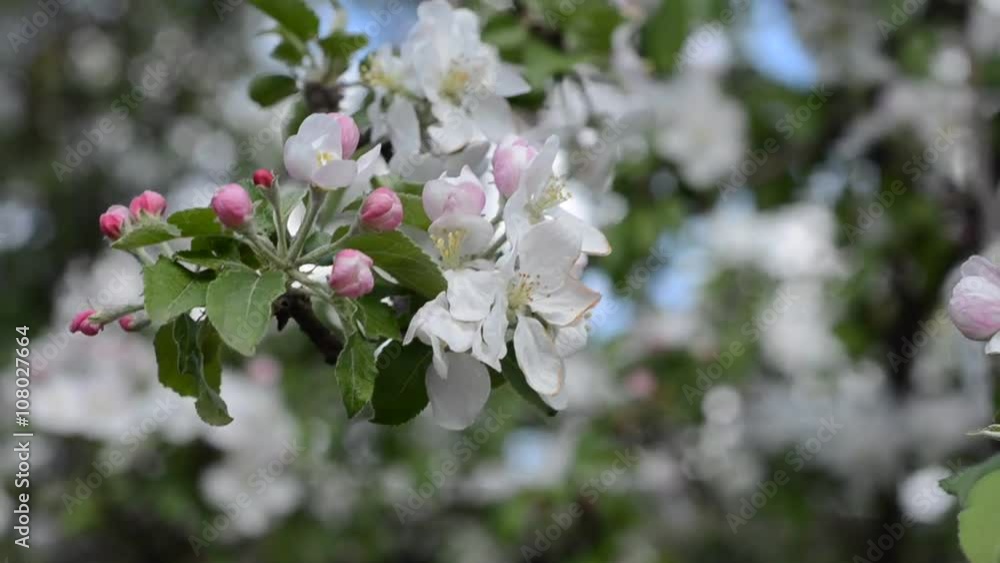 Apple blossom in the wind Apple blossom in the wind