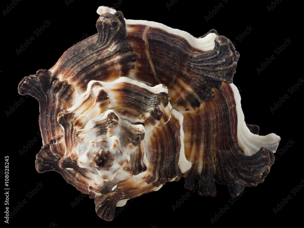 seashell murex indivia macro, isolated on black seashell murex indivia macro, isolated on black