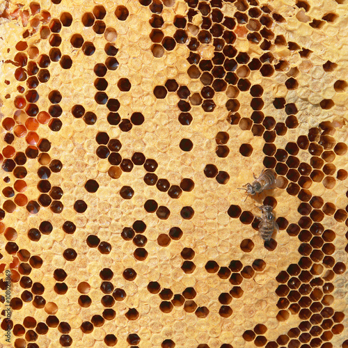  honeycomb