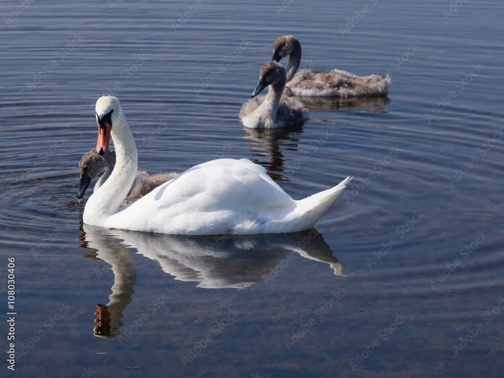 Mute swans and cygnets swim in the lake, selective focus Mute swans and cygnets swim in the lake, selective focus