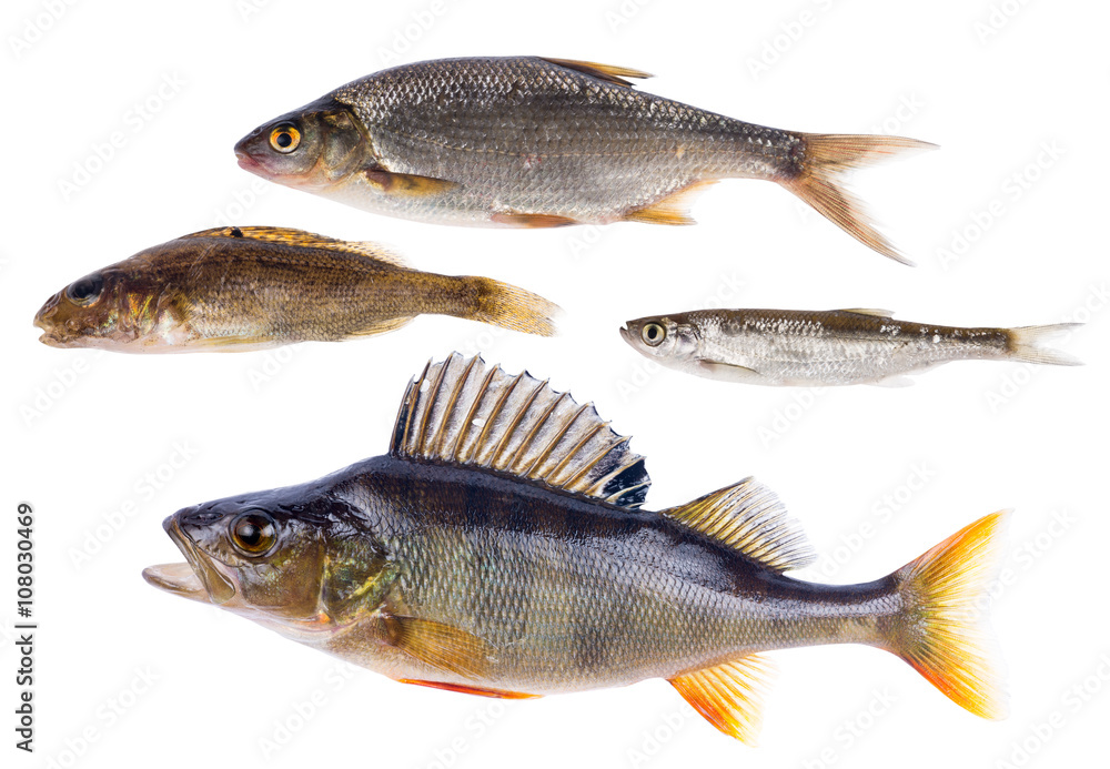 set of four freshwater fishes isolated on white set of four freshwater fishes isolated on white