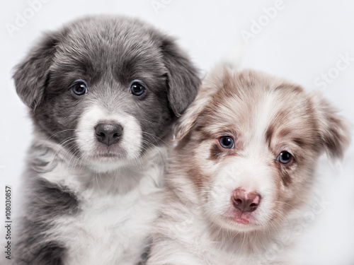 Portrait two puppies of breed border collie