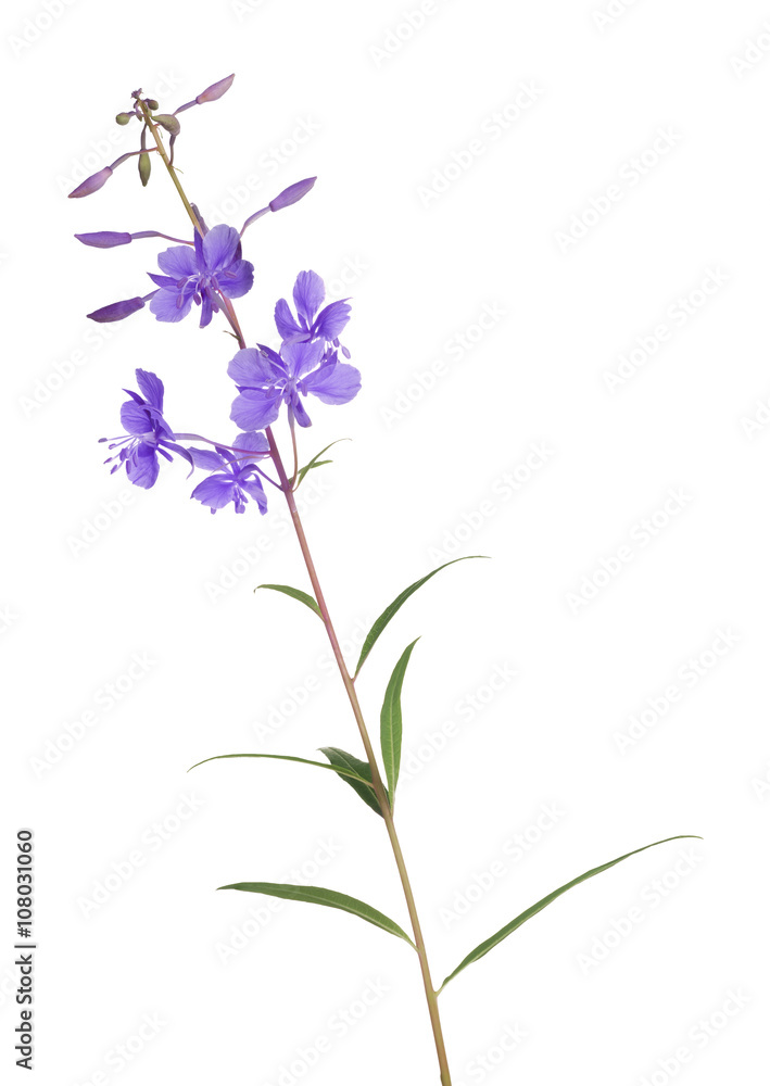 lilac fireweed flower isolated on white