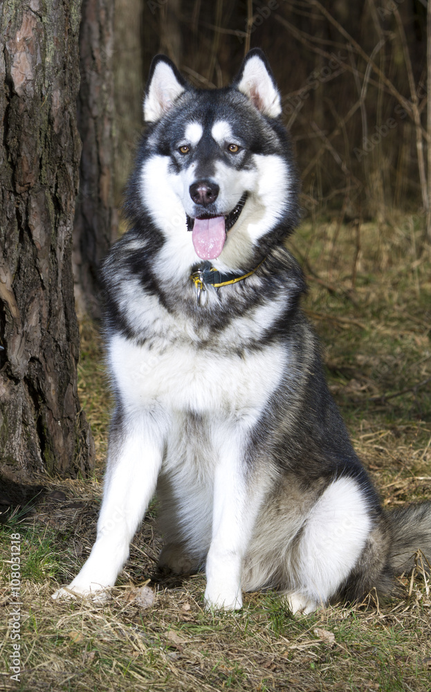 Портрет собаки. Восточно-европейская порода Овчарка