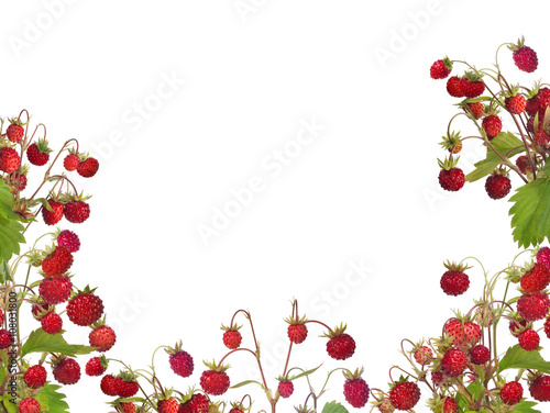 isolated half frame from red wild strawberries